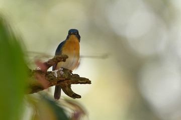 Tickell's blue flycatcher is a small passerine bird in the flycatcher family. This is an insectivorous species which breeds in tropical Asia