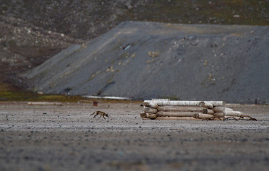 Arctic fox in his summer fur in the Russian ghost town Pyramiden on Spitsbergen.
