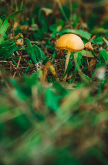 vegan food grown in freedom