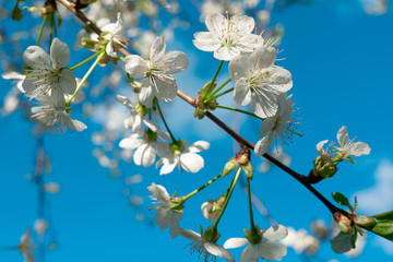 A branch of blooming cherry decorates a bright blue sky