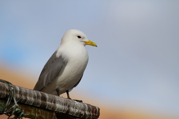 Kittiwake gull in the Russian settlement on Spitsbergen.