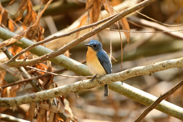 Tickell's blue flycatcher is a small passerine bird in the flycatcher family. This is an insectivorous species which breeds in tropical Asia