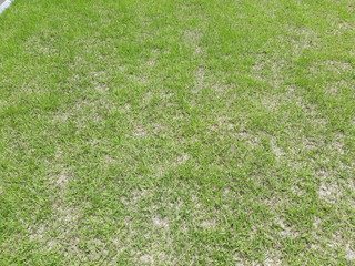 beautiful nature grass texture 23