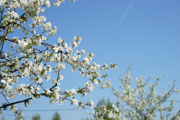 Flowering cherry tree in the garden
