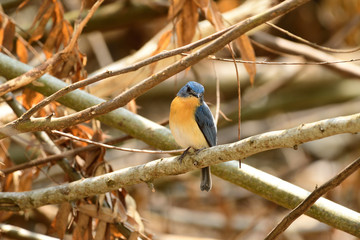 Tickell's blue flycatcher is a small passerine bird in the flycatcher family. This is an insectivorous species which breeds in tropical Asia