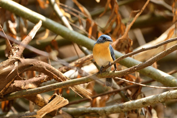 Tickell's blue flycatcher is a small passerine bird in the flycatcher family. This is an insectivorous species which breeds in tropical Asia