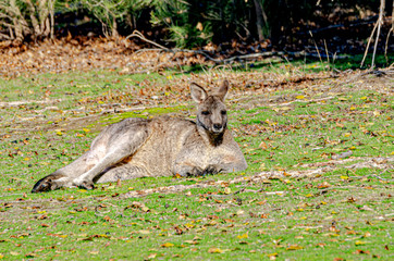 Old Grey Forester Lounging.