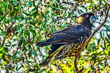Yellow Tailed Black Cockatoo Head Up