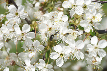 Flowering cherry tree in the garden