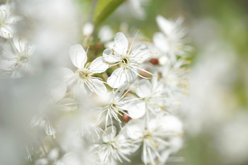 Flowering cherry tree in the garden