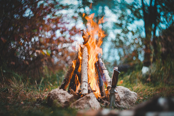 Fire in the forest