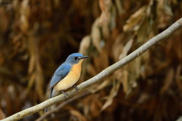 Tickell's blue flycatcher is a small passerine bird in the flycatcher family. This is an insectivorous species which breeds in tropical Asia