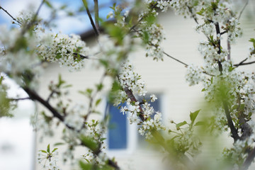 Flowering cherry tree in the garden