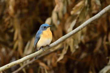 Tickell's blue flycatcher is a small passerine bird in the flycatcher family. This is an insectivorous species which breeds in tropical Asia