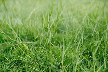 Natural green grass background