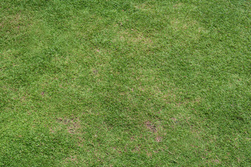 Fototapeta na wymiar Natural green grass background