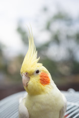 オカメインコ　ルチーノ種