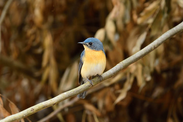 Tickell's blue flycatcher is a small passerine bird in the flycatcher family. This is an insectivorous species which breeds in tropical Asia