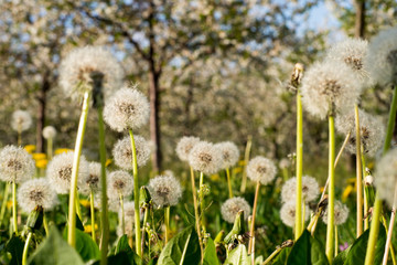 Fototapeta premium Dandelion heads on a meadow
