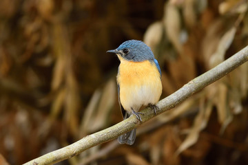 Tickell's blue flycatcher is a small passerine bird in the flycatcher family. This is an insectivorous species which breeds in tropical Asia