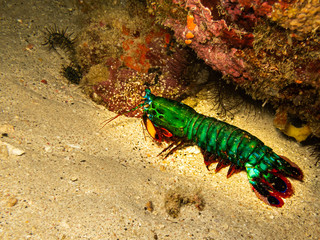 Obraz na płótnie Canvas Peacock mantis shrimp,(Odontodactylus scyllarus) harlequin mantis shrimp, painted mantis shrimp, clown mantis shrimp or rainbow mantis shrimp at a Puerto Galera reef in the Philippines