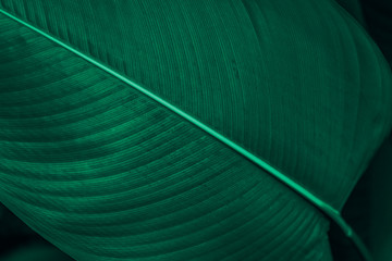 Calathea Lutea leaf macro shot background