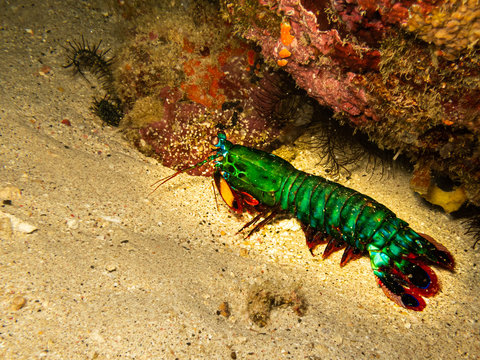 Peacock mantis shrimp,(Odontodactylus scyllarus) harlequin mantis shrimp, painted mantis shrimp, clown mantis shrimp or rainbow mantis shrimp at a Puerto Galera reef in the Philippines