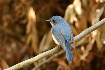 Tickell's blue flycatcher is a small passerine bird in the flycatcher family. This is an insectivorous species which breeds in tropical Asia