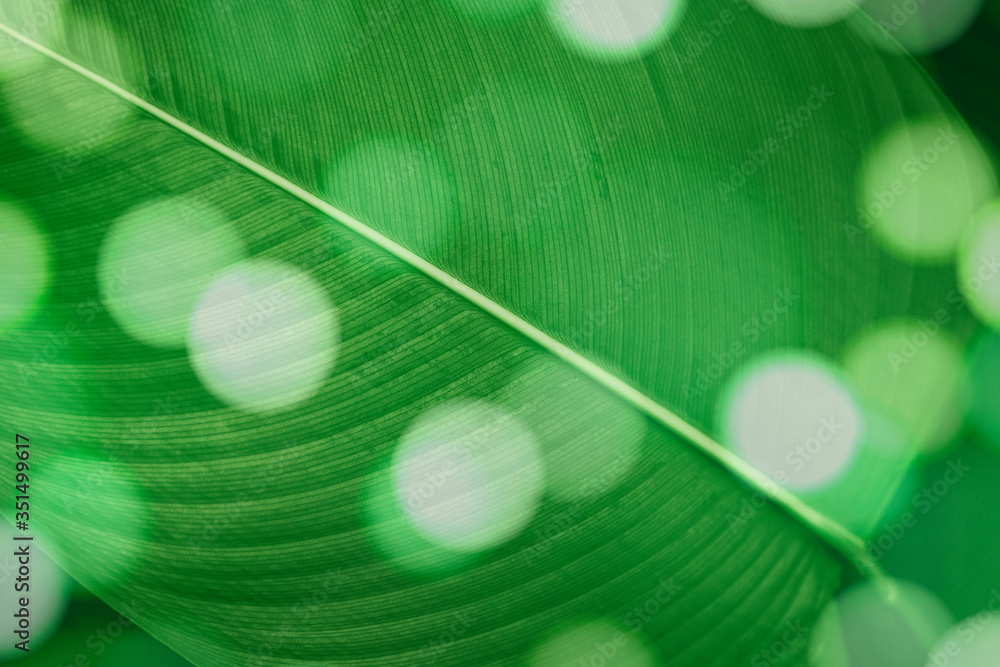 Wall mural bokeh on calathea lutea leaf macro shot background