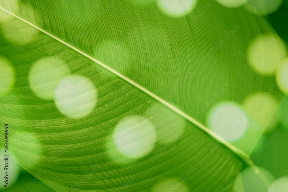 Wall mural bokeh on calathea lutea leaf macro shot background