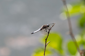 resting dragonfly