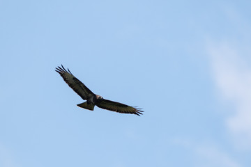 Buzzard in the sky