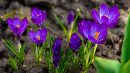 Bright crocuses from the ground on a bright sunny day.