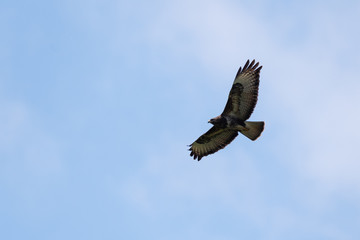 Buzzard in the sky