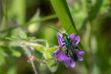 bug on a purple flower