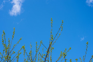 Branches of a tree with green leaves in spring against the blue sky