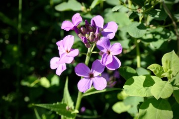 Beautiful violet flowers - Hesperis matronalis