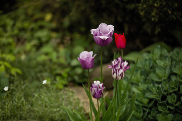 Multi-colored tulips grow in a flower bed.