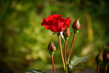 Flower and rose buds close-up