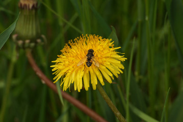 Bee on dandelion flower