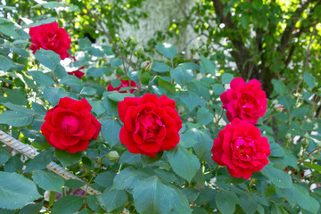 climbing red roses in garden