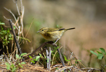 Yelow canary bird in canary island of La Palma sitting on a branch of a bush in Caldera del Taburiente