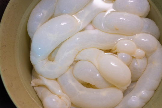 Tripas de cerdo en remojo en un barre&ntilde;o durante la elaboraci&oacute;n tradicional de morcillas de arroz de Burgos. Tomada el 20 de febrero de 2020 en Burgos, Castilla y Le&oacute;n.