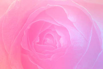 Rouge pink rose macro shot background