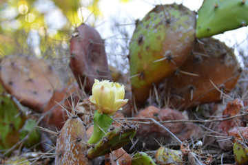 lower of opuntia on the stem, in good weather
