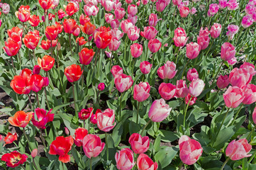 multicolored tulips on flowerbed