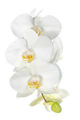 Naklejka na ściany i meble Isolated branch of orchid