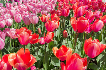 multicolored tulips on flowerbed