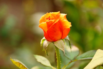 bright macro image of young dark yellow orange rose flower opening on plant