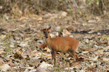 Naklejka na ściany i meble The Indian muntjac (Muntiacus muntjak), also called the southern red muntjac and barking deer, is a deer species native to South and Southeast Asia.